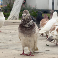 pigeons on the street