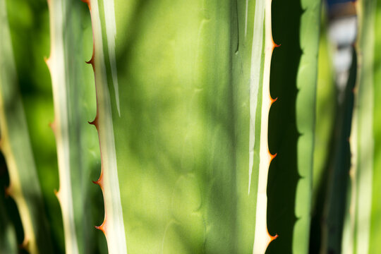 Close up shot of green spines of aloe vera cactus