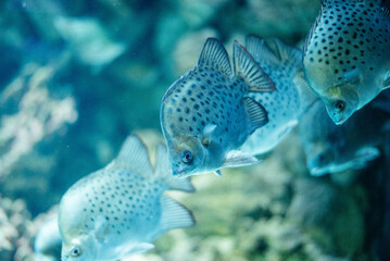 Scatophagus argus is a species of tropical freshwater and brackish water fish. A school of argus. 