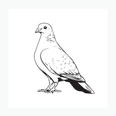 dove of peace