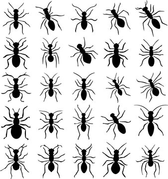 Crawling Insects Silhouettes Set 16 Ants and Termites Icons