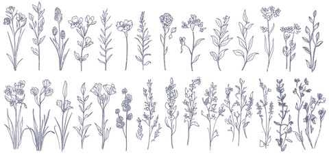 Hand drawn botanical line art set of wildflowers and grasses with detailed delicate minimalist floral stems and buds for nature design and spring themes vector illustration