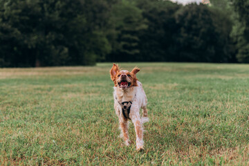 Energetic brown white dog wearing black harness sprints forward with wide smile eyes bright over...