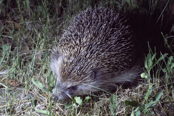 Naklejka premium Closeup of European Hedgehog Walking Through Grass at Night