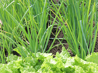 Green onions growing in the garden. Plantation in the vegetable garden. Cultivated vegetables growing in the garden. Green onion field on a farm.