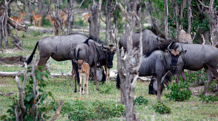 Blue wildebeest in the Okavango delta