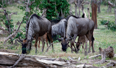 Blue wildebeest in the Okavango delta