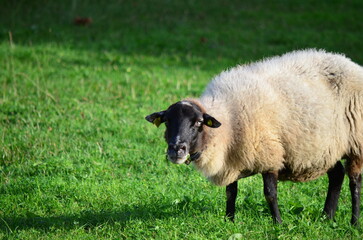 Sheep portrait standing on a lush green meadow, gazing directly at the camera with a curious...