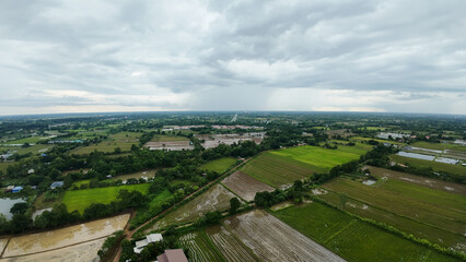 aerial view of rice field