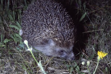 Closeup of European Hedgehog Walking Through Grass at Night