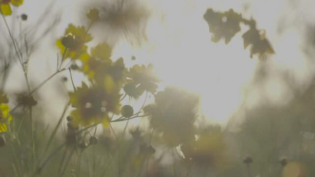 Flores amarelas SLOG3 Sol
