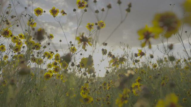 Flores amarelas SLOG3 Sol