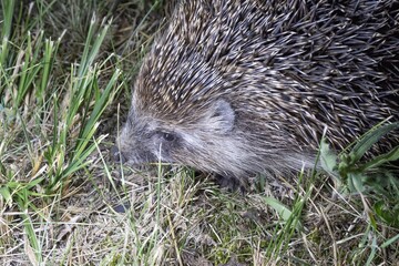 Closeup of European Hedgehog Walking Through Grass at Night