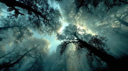 Mystical forest scene nature photography foggy environment underneath view