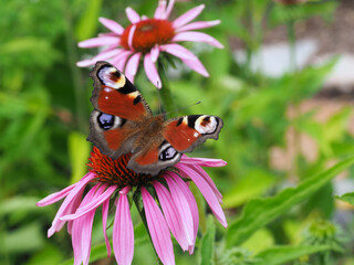  Tagpfauenauge auf einer Blüte vom Sonnenhut
