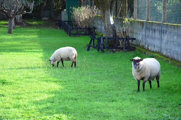 Two sheep grazing on a lush green field in a fenced backyard with trees and bushes in the...