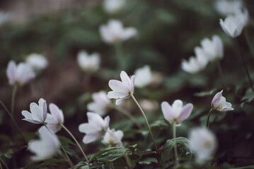 White anemone flowers growing in spring forest, natural seasonal background