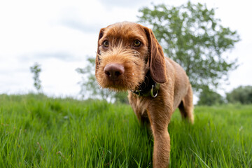 a wirehaired vizsla running in forest