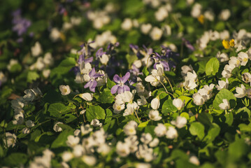 White anemone and violet flowers growing in spring forest, natural seasonal background