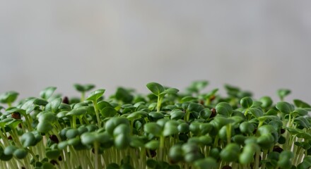 close-up microgreen, komposisi modern minimal, sudut unik atau ruang fotokopi, cahaya lembut,