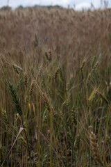 field of barley