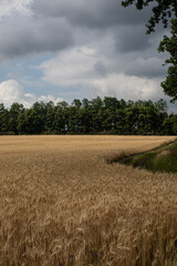 wheat field in the summer