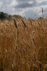 wheat field in the wind