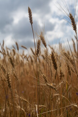 field of wheat