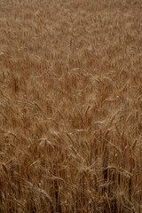 field of golden wheat
