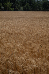 field of wheat