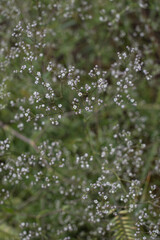 Closeup white flowers