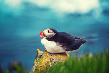Single atlantic puffin in Iceland, animal outdoor background