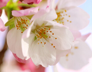 Delicate pink and white cherry blossoms in full bloom, showcasing intricate stamens and petals.