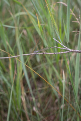 green grass in the wind