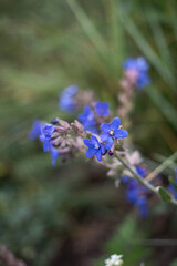 Blue flowers in the field 