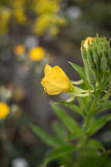 yellow flower on a green background