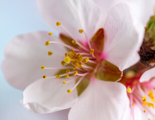 Close-up of a delicate pink almond blossom, showcasing intricate stamens and petals.