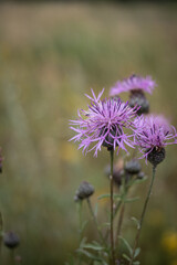 purple thistle flower