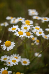 daisies in the field