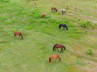 Wuhan Mulan Grassland Scenic Area Spring Scenery