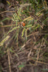 Ladybug on a leaf