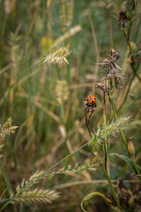 ladybird on a flower