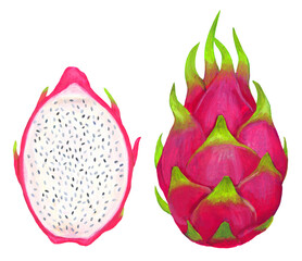 ドラゴンフルーツのイラスト