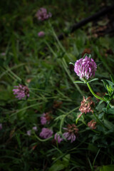 Flowers on the garden 