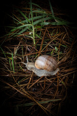 snail on a leaf