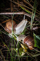 Snails on the grass