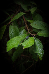 dragonfly on the leaf