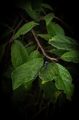 green leaves on a black background