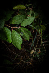 green leaves on black background