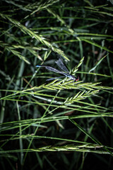 dragonfly with dew on grass